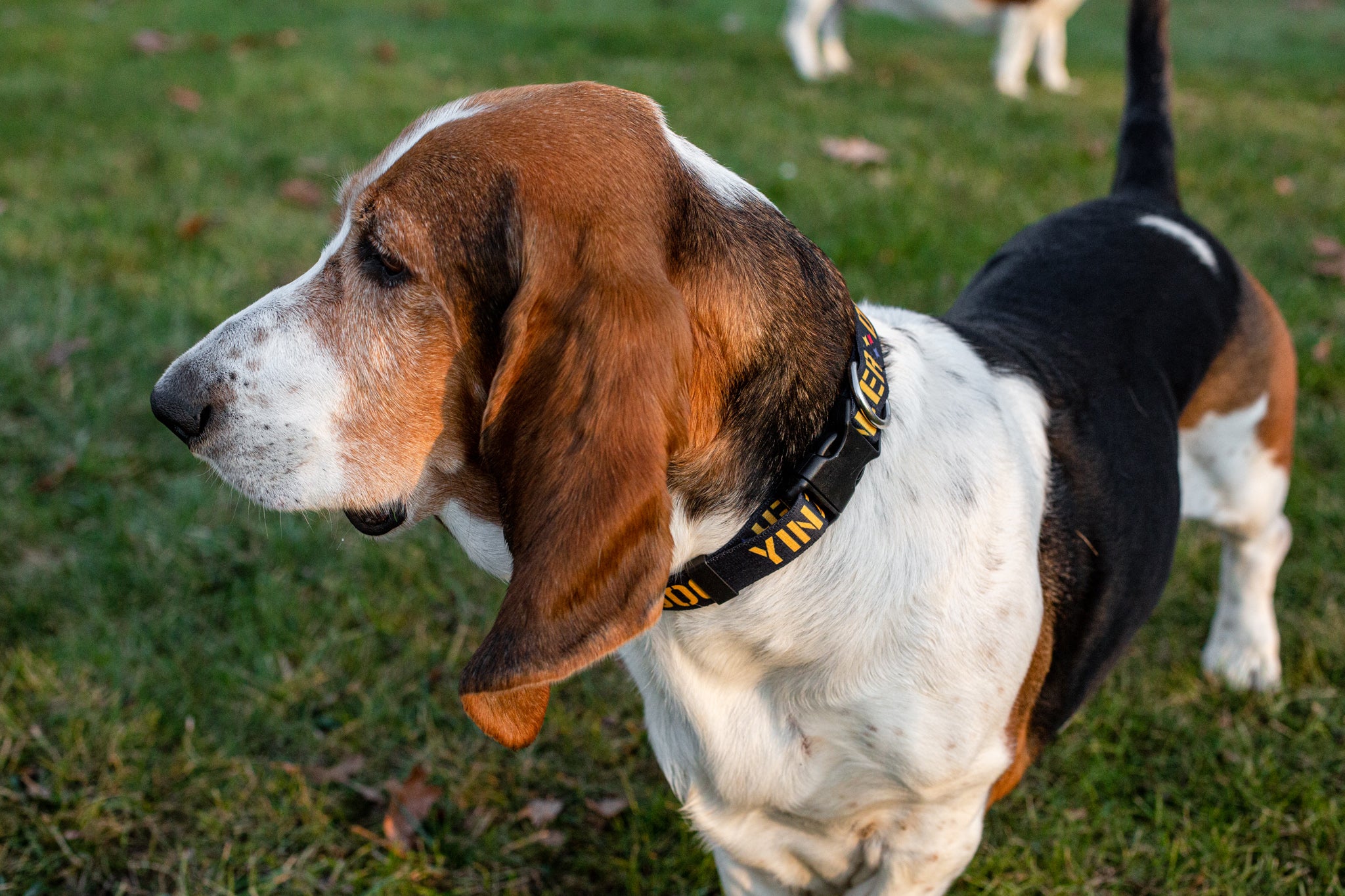 small dog wearing a dog collar